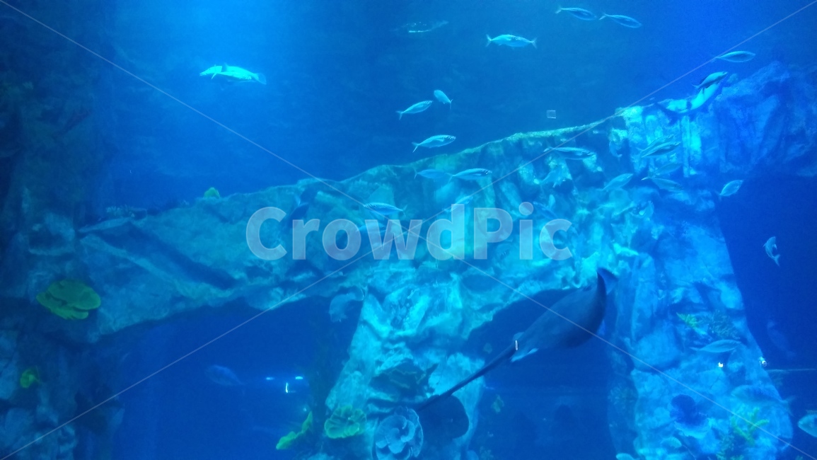 아쿠아리움,수족관,acuarium,롯데아쿠아리움,롯데타워