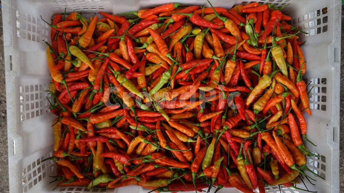 food,market,시장,음식,식재료,고추,pepper,chilli,땡초,청양고추,베트남고추,쥐똥고추,채소,야채,vegetables