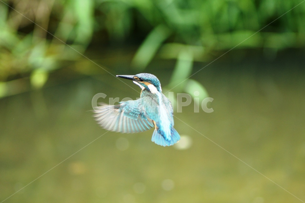 물총새,호버링,조류,철새,새,동물,animal,조류,새,birds