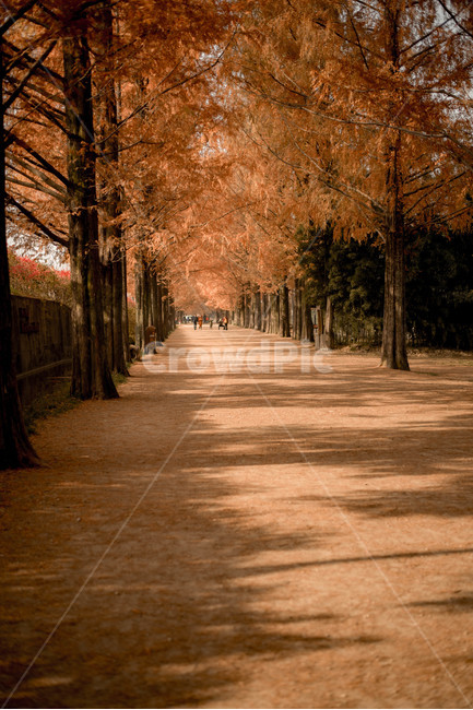 가을,메타쉐콰이어,메타쉐콰이어길,단풍,낙엽,담양,하늘,가을,계절,fall,autumn,season,자연,풍경,nature,landscape,tree,나무,plant,식물