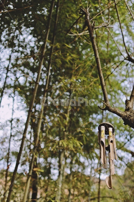 대나무,풍경,대나무숲,나무,자연,abamboo,windbell,식물,자연,plants,nature,나무,trees,wood