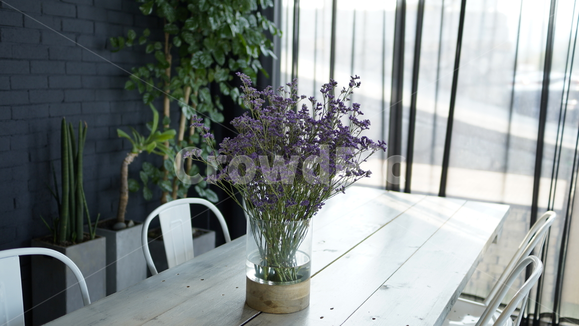 자연,꽃,정원,화분,햇살,실내용화초,화분,화초,house plant,인테리어,실내디자인,interior design