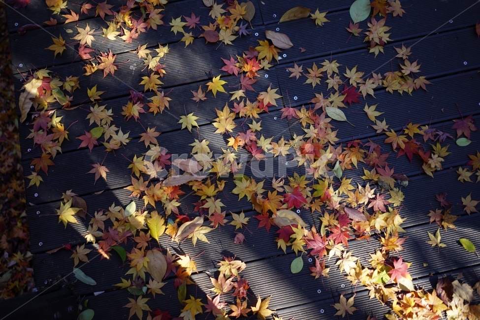 가을,단풍,떨어진단풍,붉은,낙엽,한국,산,가을,계절,fall,autumn,season,leaf,잎,plant,식물