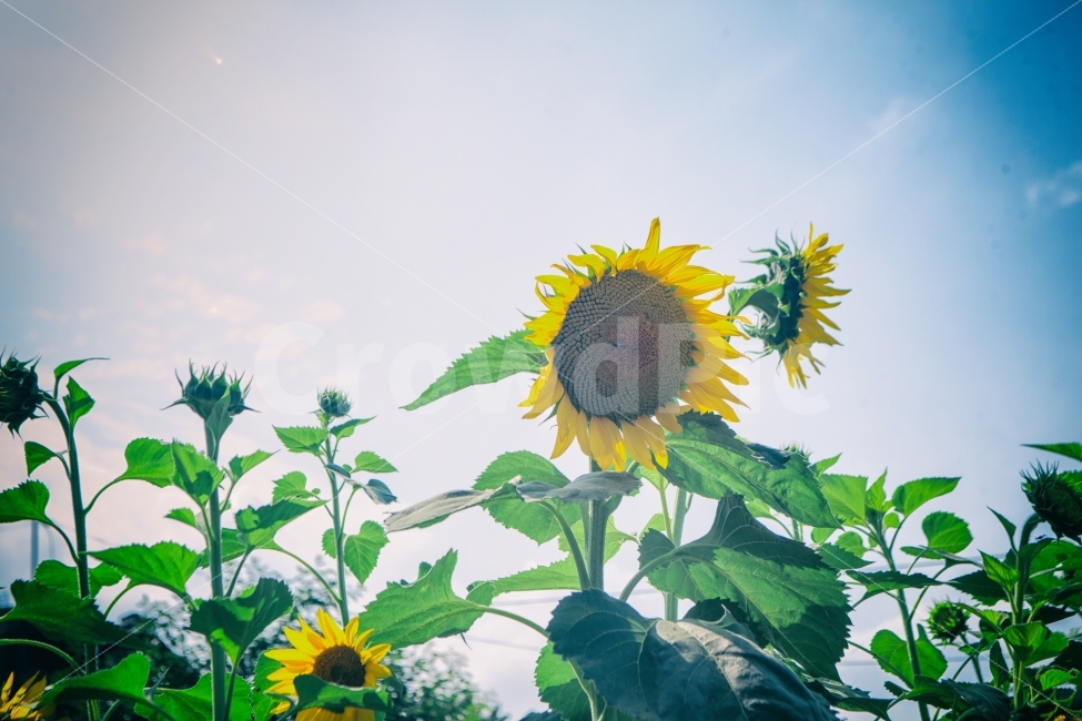 꽃,여름,해바라기,노랑색,하늘,자연,자연사진,풍경,flower,sunflower,summer,yellow,sky,nature,naturephoto,naturephotography,landscape,여름,계절,summer,season,식물,자연,plants,nature,꽃,flower,plant,blossom