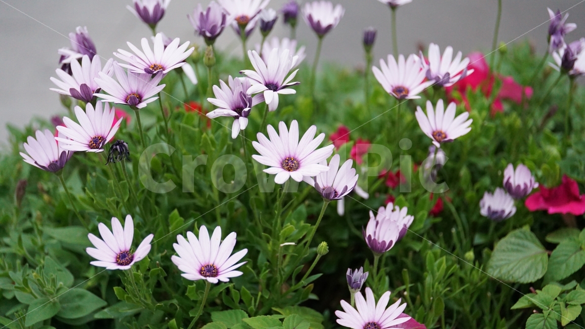 꽃,플라워,화단,디모르포테카,Dimorphotheca,식물,자연,이파리,꽃봉오리,flower,bud,꽃밭,접사,macro,클로즈업,closeup,tree,숲,숲속,산림,삼림,조경,plants,봄꽃,감성,힐링,풍경,landscape,식물,자연,plants,nature,꽃,flower