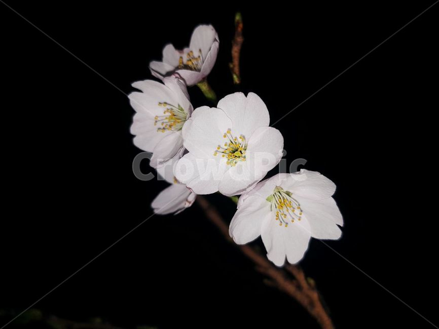 벚꽃,꽃나무,흰벚꽃,벚나무,봄,식물,자연,plants,nature,꽃,flower