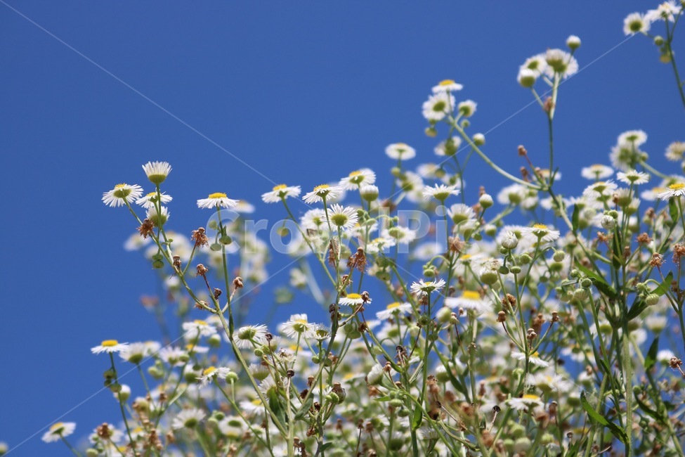여름,하늘,자연,파랑,꽃,계란꽃,식물,초록,흰색,노랑,summer,natsu,sky,sora,nature,blue,ao,flower,hana,eggflower,tamagohana,plants,shokubutsu,green,midori,white,shiro,yellow,kiiro,식물,자연,plants,nature,꽃,flower