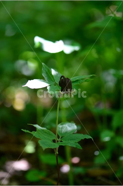 요강나물,야생화,꽃,식물,자연,생태,플라워,flower,plants,nature,식물,자연,plants,nature,꽃,flower