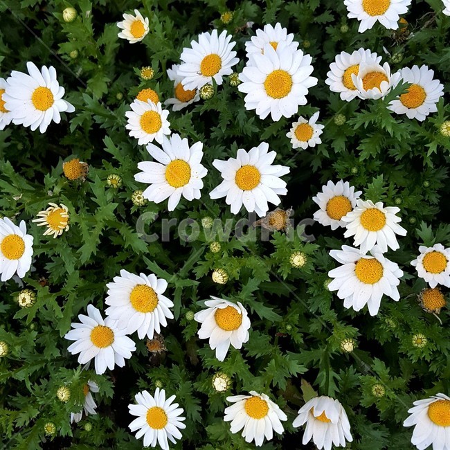 옥스아이,데이지,oxeye,daisy,꽃,화단,자연,조경,원예,flower