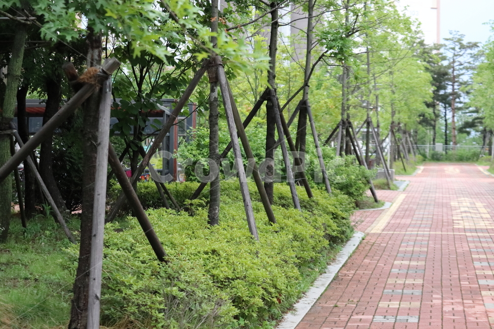 나무,식물,녹색,길,도로,지주목,녹지대,아웃포커싱,단지