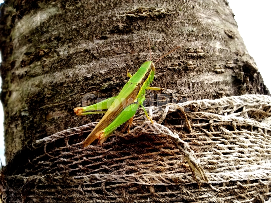 메뚜기,animal,무척추동물,곤충,insect,크리켓곤충