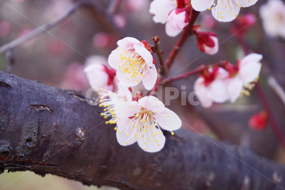 매화,꽃,봉우리,꽃봉우리,봄,분홍색,pink,flower,봄,계절,spring,season,plant,식물