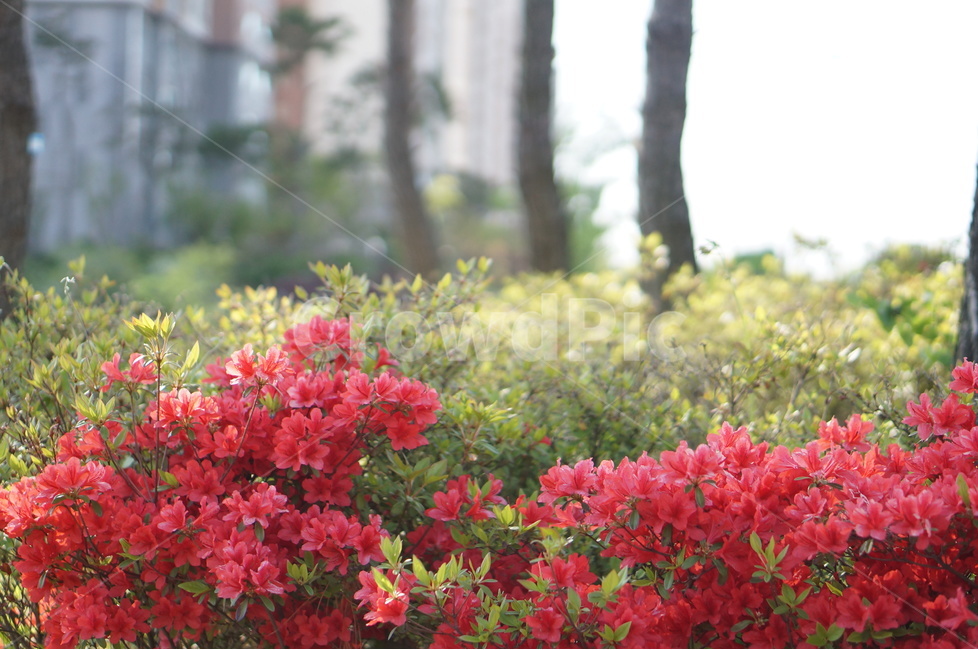 아침,빛,영산홍,나무,봄,식물,자연,plants,nature,꽃,flower