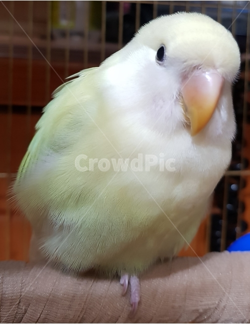 Pets,yellow parrot,bird,parrot