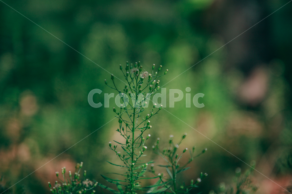 자연,식물,초록,plant,잎줄기,식물,자연,plants,nature,꽃,flower