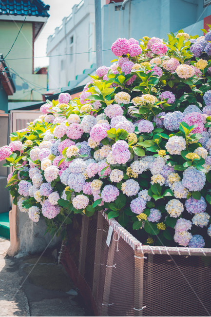 수국,꽃,식물,여름꽃,핑크꽃,분홍꽃,식물,자연,plants,nature,꽃,flower