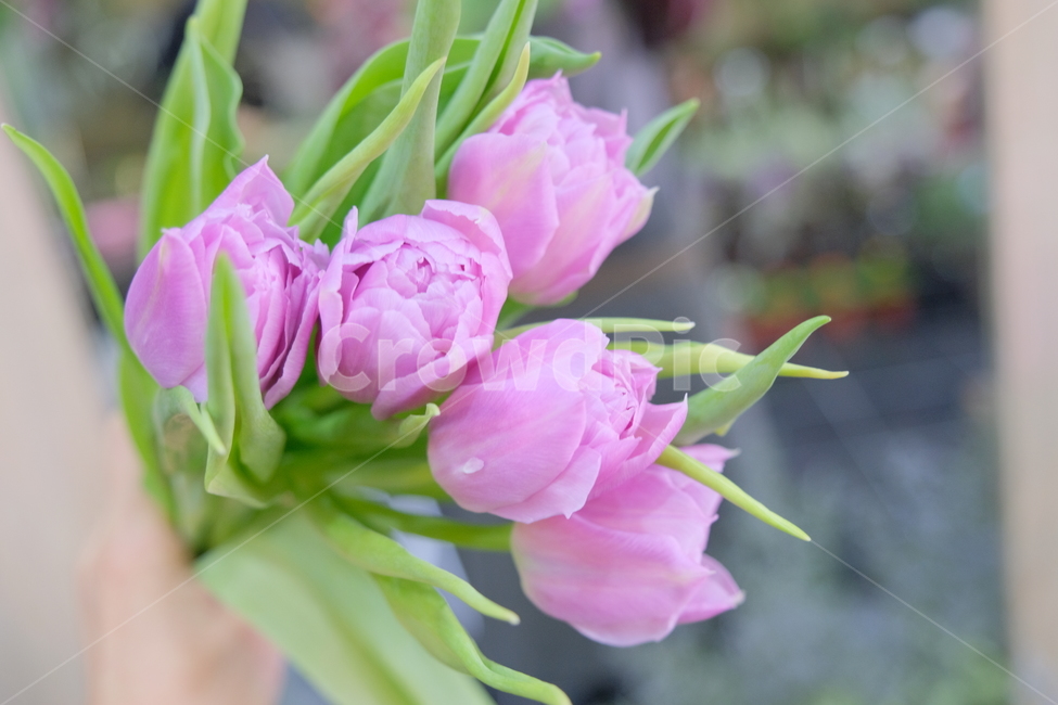 plant,식물,flower,꽃,blossom,튤립