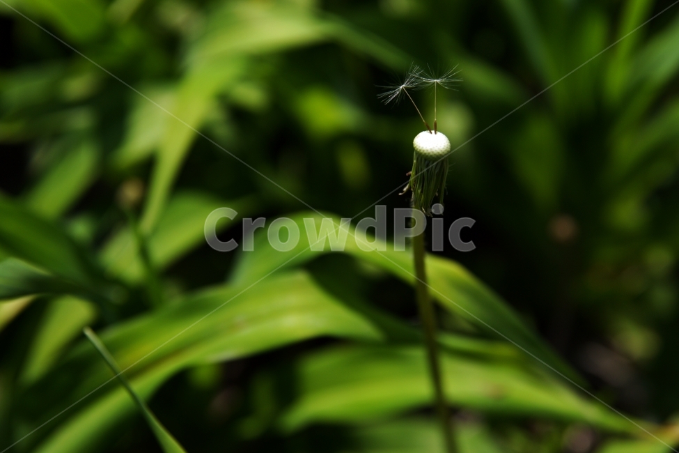 민들레,민들레홀씨,민들레홀씨되어,홀씨두알,들꽃,식물,자연,plants,nature,꽃,flower
