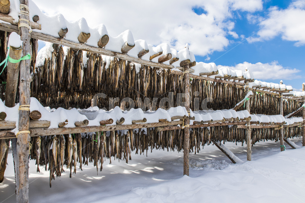 강원도,대관령,황태덕장,황태,명태,눈,겨울,하늘,생선,전통음식,food,겨울,계절,winter,season