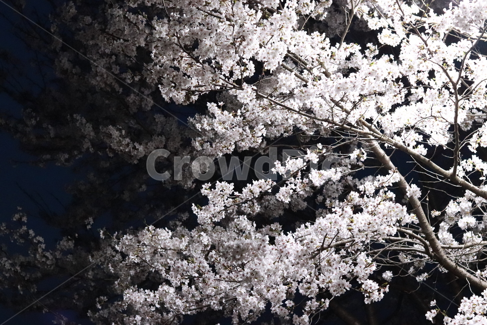 벚꽃,로하스공원,수목원,봄,벚꽃축제,봄,계절,spring,season,자연,풍경,nature,landscape,야경,밤,nightscape,night,plant,식물,blossom,꽃,flower