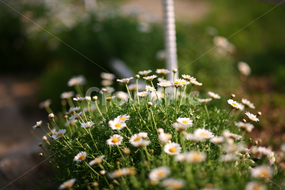 plant,식물,데이지,flower,꽃,blossom