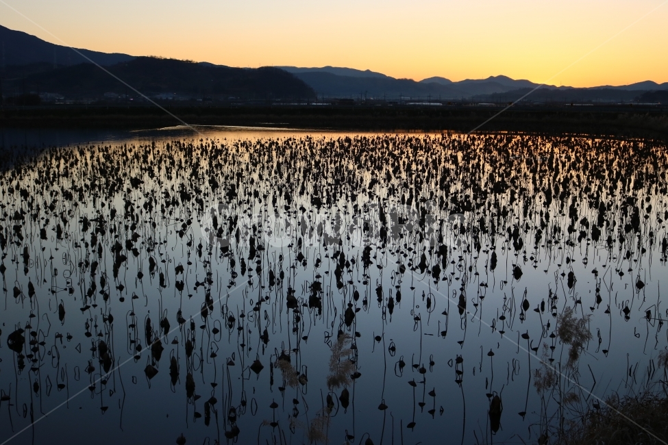 청도,혼신지,해질녘,노을,연꽃,자연,풍경,nature,landscape,land,땅,outdoors,옥외,water,물,swamp,늪,bog,변소,marsh,습지