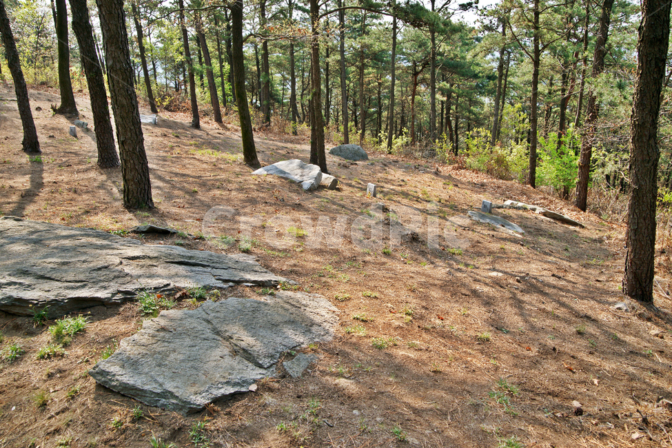 고인돌,강화도,고려산,청동기시대,고천리,무덤,자연,풍경,nature,landscape,ground,바닥,tree,나무,plant,식물