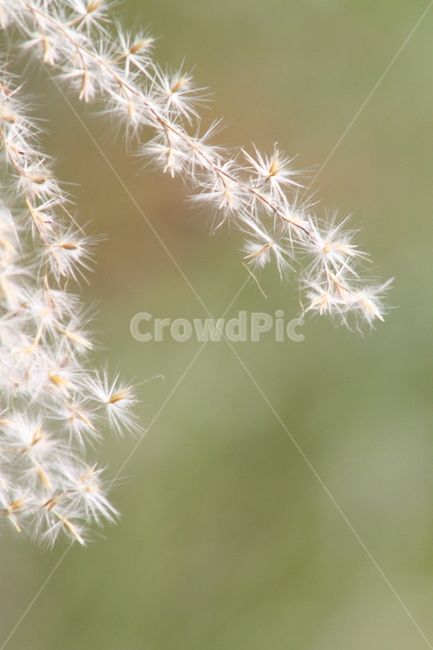 억새,꽃,식물,가을,flamegrass,가을,계절,fall,autumn,season,식물,자연,plants,nature,plant,flower,blossom