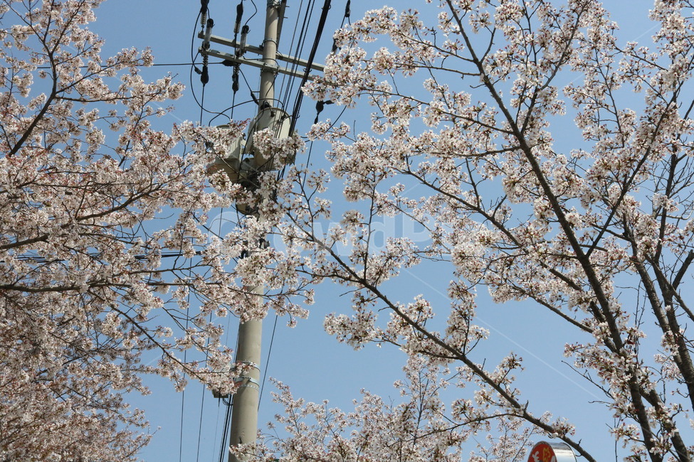 nature,spring,blossom,tree,꽃,나무,식물,자연,축제,벚꽃