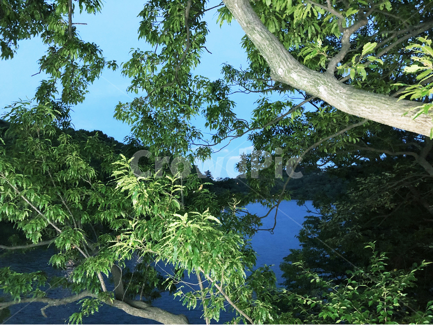 나무,나뭇잎,자연,녹색,푸름,자연,풍경,nature,landscape,plant,식물,tree