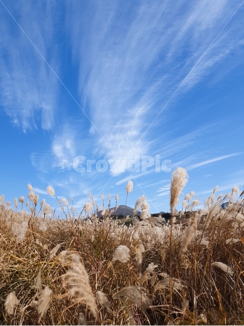 제주도,갈대,새별오름,갈대밭,식물,plant,가을,하늘