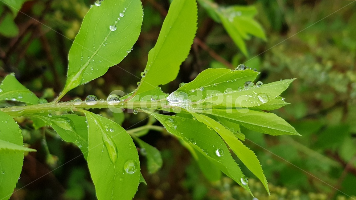 plant,식물,잎,이슬,dew,자연,green,초록색,촉촉함,natual,물방울,식물,자연,plants,nature