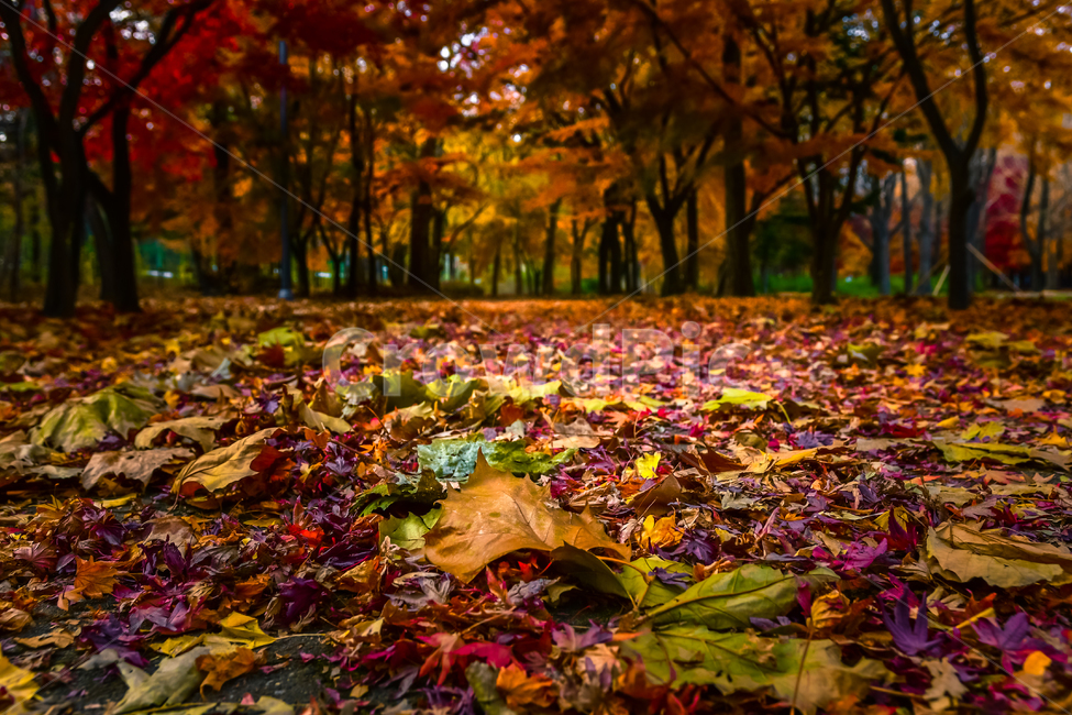 tree,나무,plant,식물,maple,단풍,낙엽,길,빛,가을,leaf,잎,빨강,노랑,낮게,바닥,가을,계절,fall,autumn,season,자연,풍경,nature,landscape