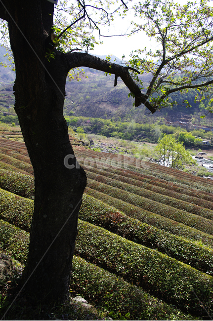 하동,녹차밭,나무,식물,plant,봄,spring,초록,식물,자연,plants,nature,나무,trees,wood