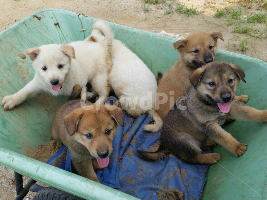 시골개,강아지,개,새끼개,새끼강아지,댕댕이,dog,pet,동물,animal,포유류,mammal,개,강아지,dog,doggy