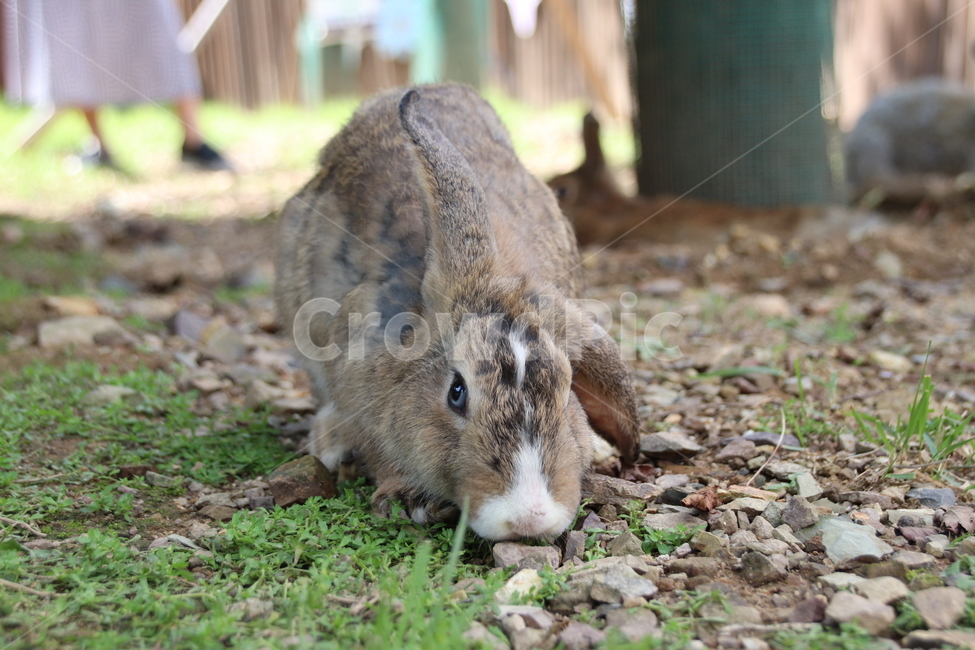 토끼,동물,자연,귀여움,순한,동물,animal,포유류,mammal