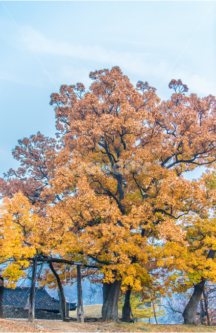 고택,느티나무,낙엽,가을,풍경,가을,계절,fall,autumn,season,식물,자연,plants,nature,나무,trees,wood,tree,plant