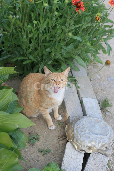 animal,동물,cat,고양이,pet,애완동물,포유류,하품,반려동물
