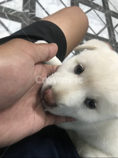 강아지,개,포유류,동물,진돗개,동물,animal,포유류,mammal,개,강아지,dog,doggy,사람,인물,인간,human,person,신체일부,몸,body