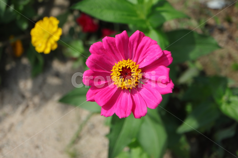plant,식물,백일홍,zinnia,ninniaelegans,분홍색백일홍,국화과,속씨식물,쌍떡입식물,초롱꽃목,원예종