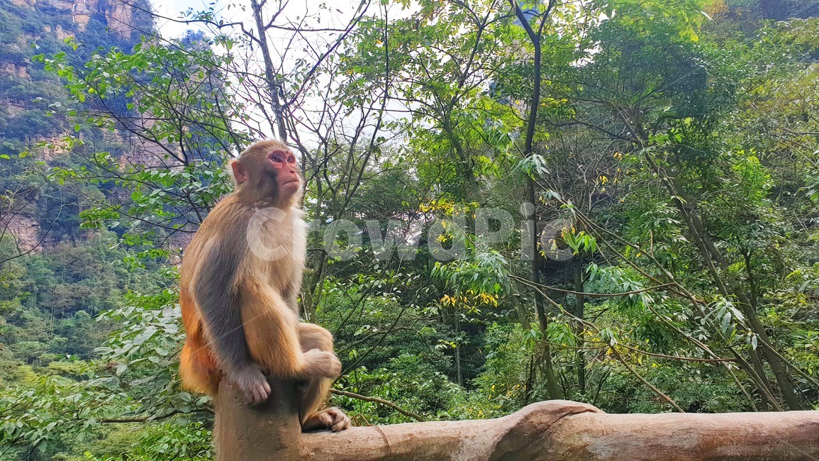 monkey,원숭이,동물,animal,야생동물,wildlife,mammal,포유류,동물,animal,포유류,mammal