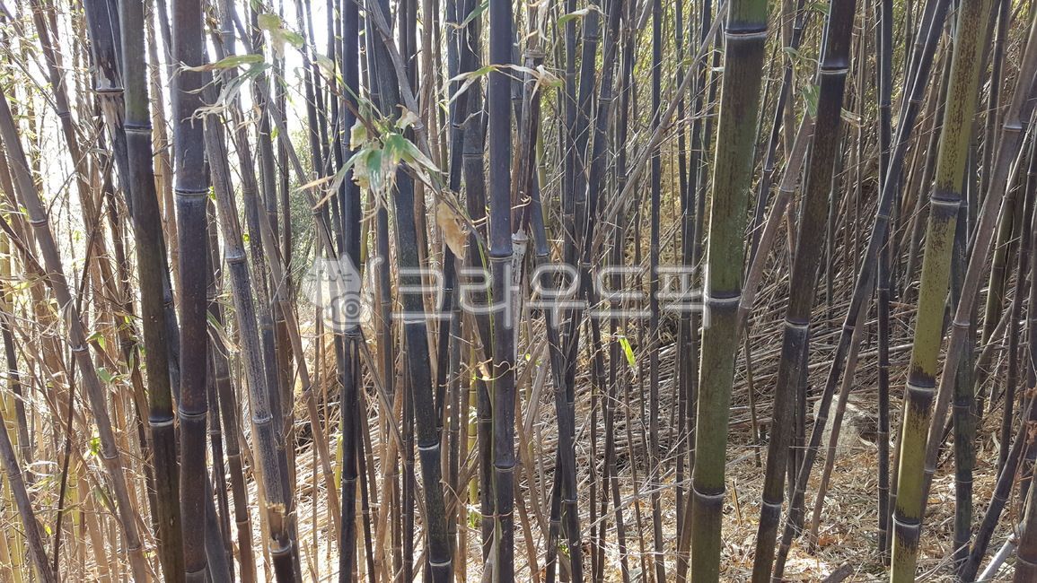 오죽,대나무,대나무숲,식물,plant,bamboo