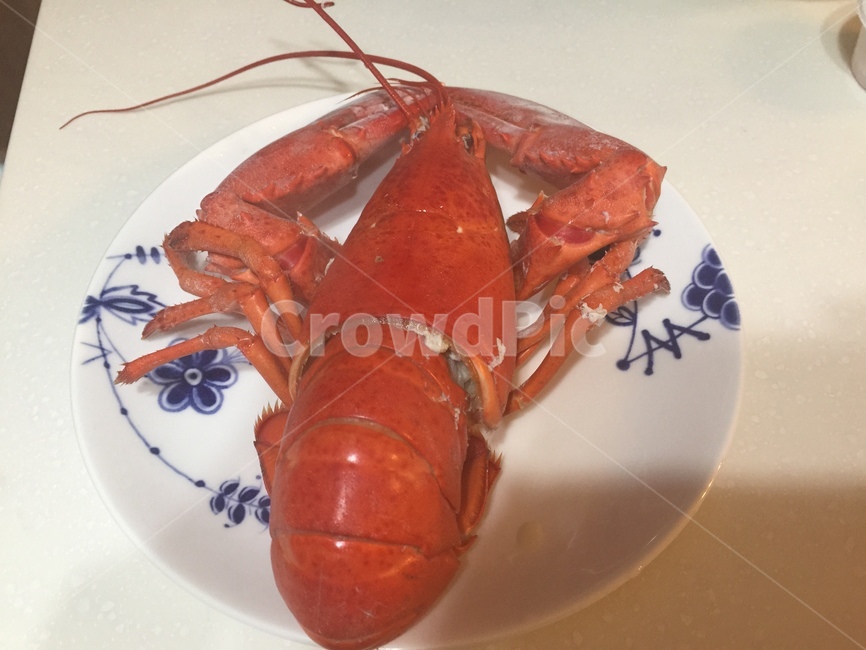 음식,랍스터,요리,플레이팅,해산물,음식,식재료,요리,food,cook,meal,dishes,food reserves,수산물,해산물,fishery products,seafood