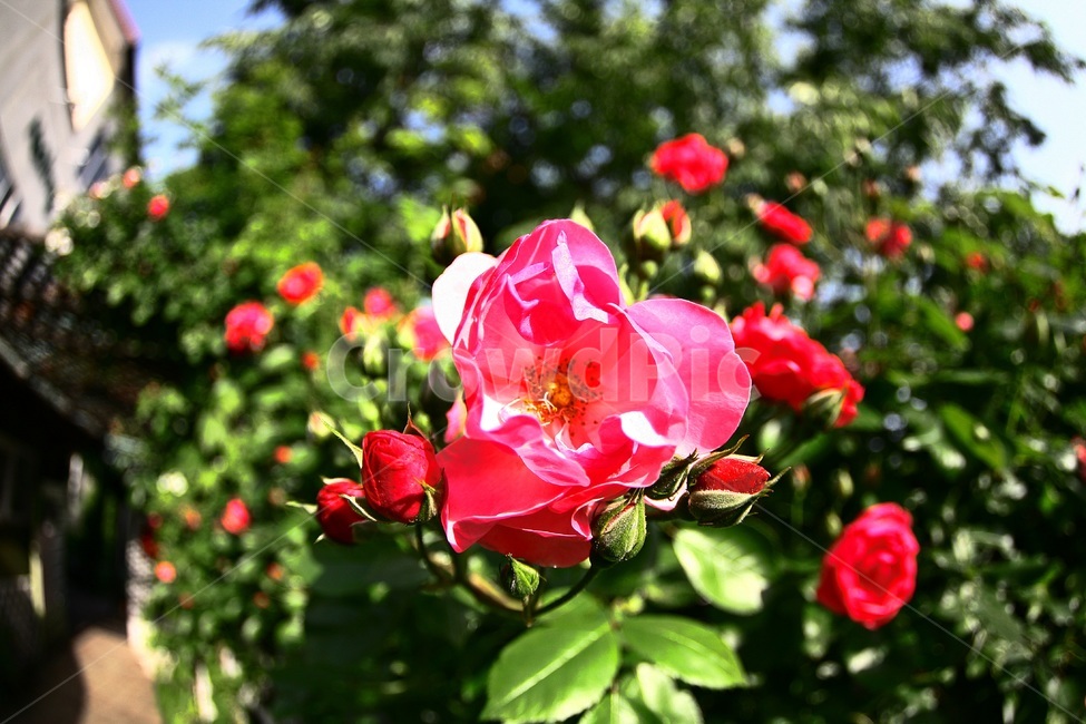 장미,빨간장미,원주허브팜,장미농장,장미뜰,식물,자연,plants,nature,꽃,flower