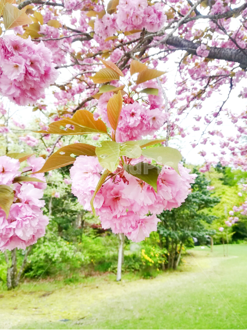 꽃,봄꽃,분홍꽃,flower,pinkflower