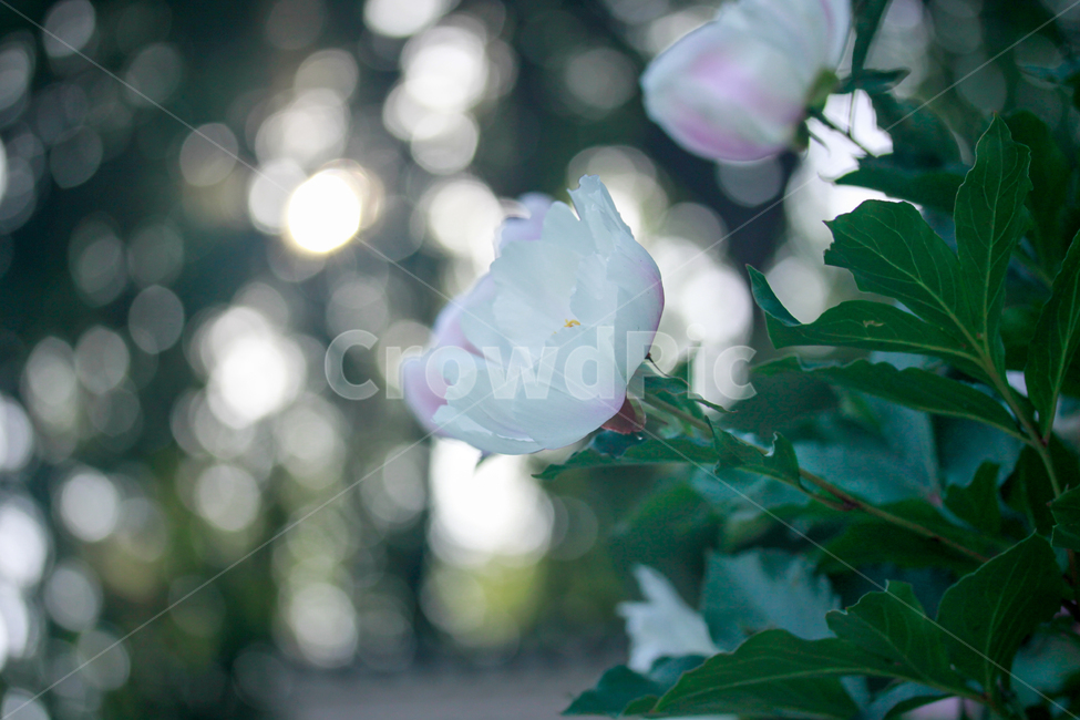 blossom,꽃,plant,flower,감성사진,아웃포커싱,아웃포커스,outfocus,식물,자연,plants,nature,꽃,flower