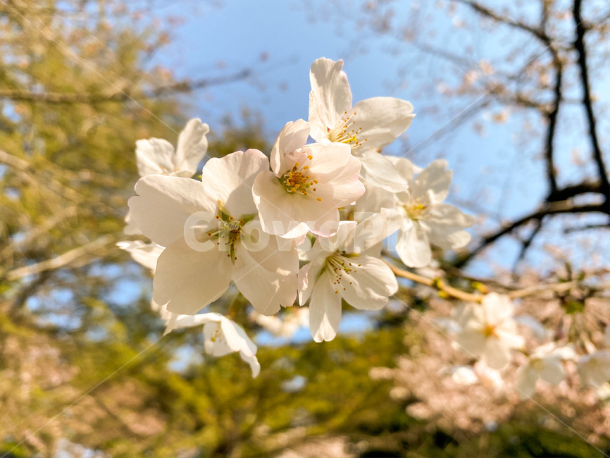 벚꽃,꽃,봄,봄꽃,blossom,자연,plant,nature,식물,flower,따뜻