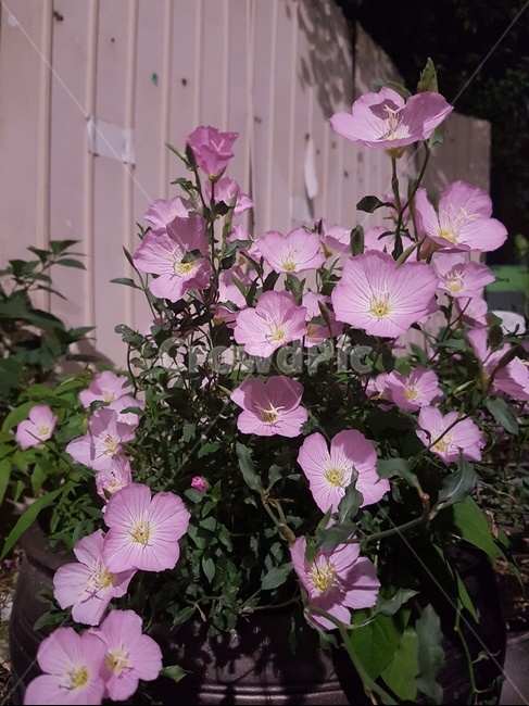식물,꽃,분홍색꽃,낮달맞이꽃,flower
