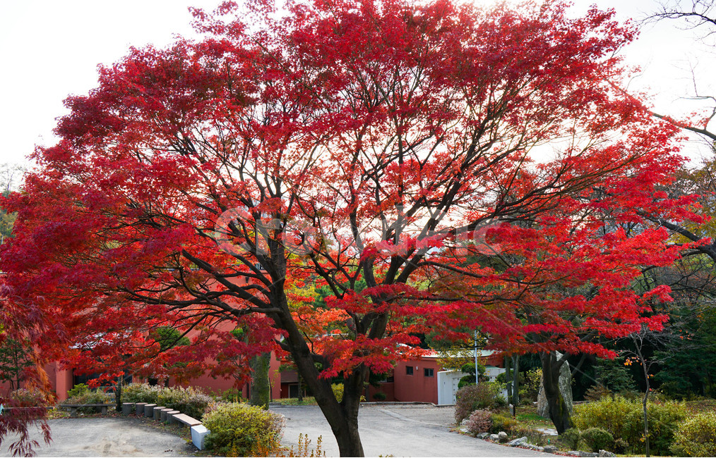 가을,단풍,나무,추색,풍경,감성,계절,가을,계절,fall,autumn,season,식물,자연,plants,nature,나무,trees,wood,tree,plant,maple