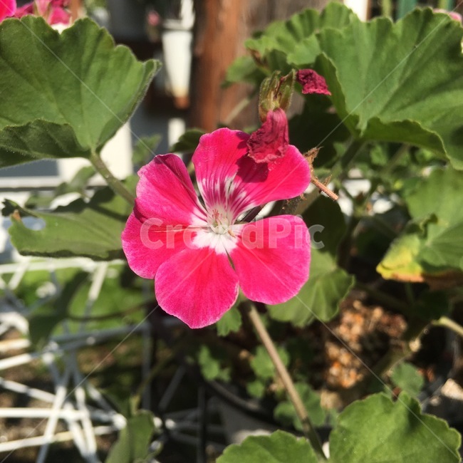 plant,식물,blossom,꽃,geranium,제라늄,flower